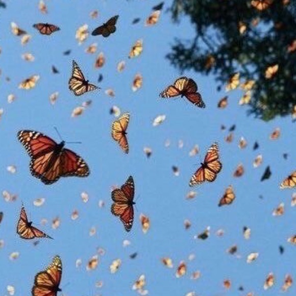 Meet your Posher, Madalynn - Picture 1 of 1